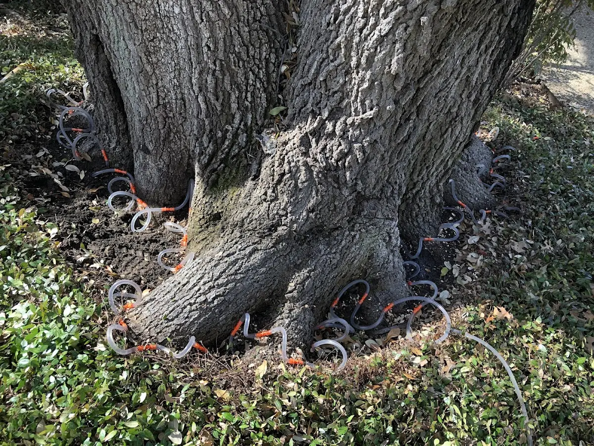 Detailed Tree Cabling and Bracing job site in Elliott