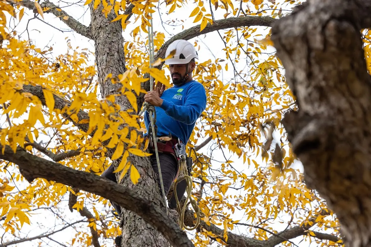 Skilled Emergency Tree Service crew working in Elliott